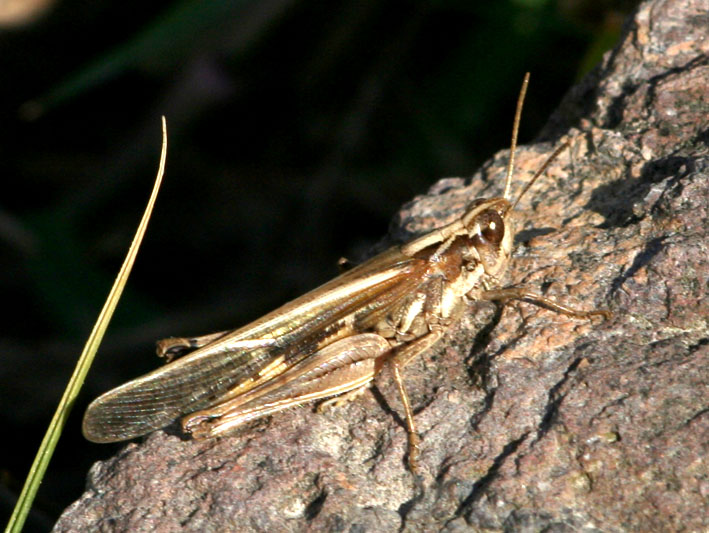 Aiolopus thalassinus (Orthoptera, Acrididae)